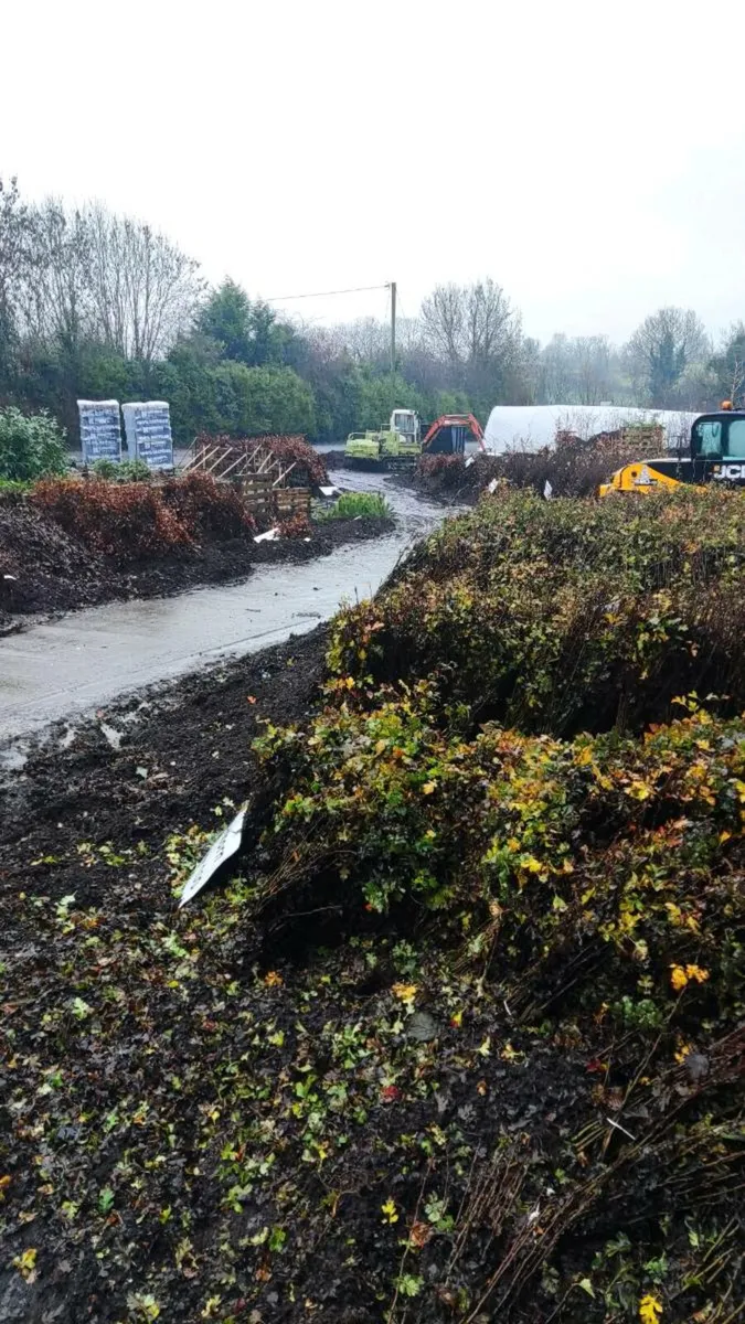 Native Whitethorn Hedging 2ft from 60 cents - Image 4