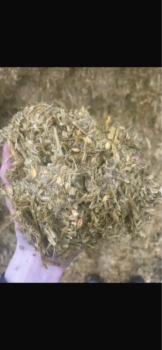 Barley whole crop for sale - Image 1