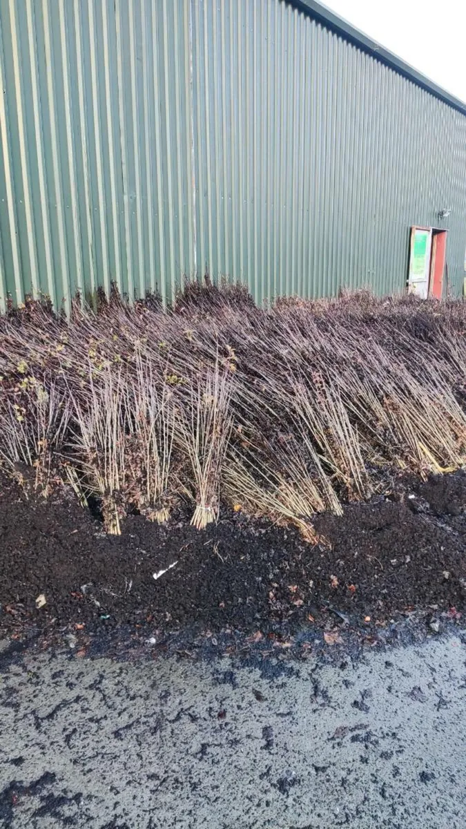 Native Whitethorn Hedging from 60 cents - Image 2