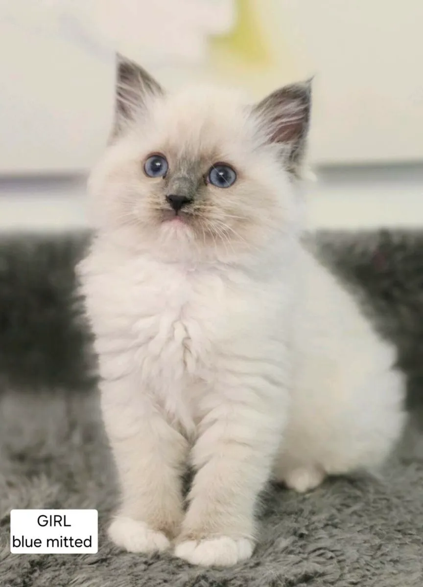 Pure bread Ragdoll Kittens - Image 1