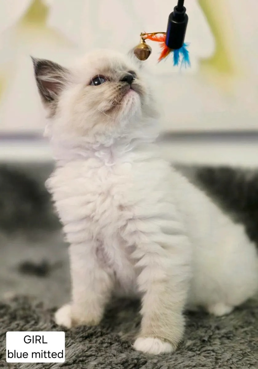 Pure bread Ragdoll Kittens - Image 2