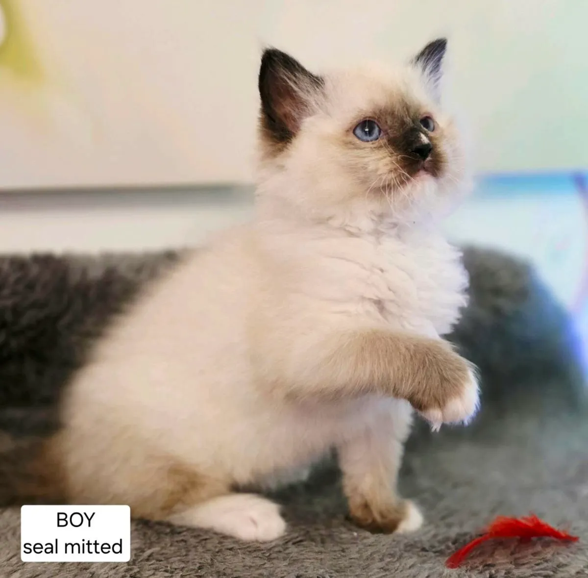 Pure bread Ragdoll Kittens - Image 4