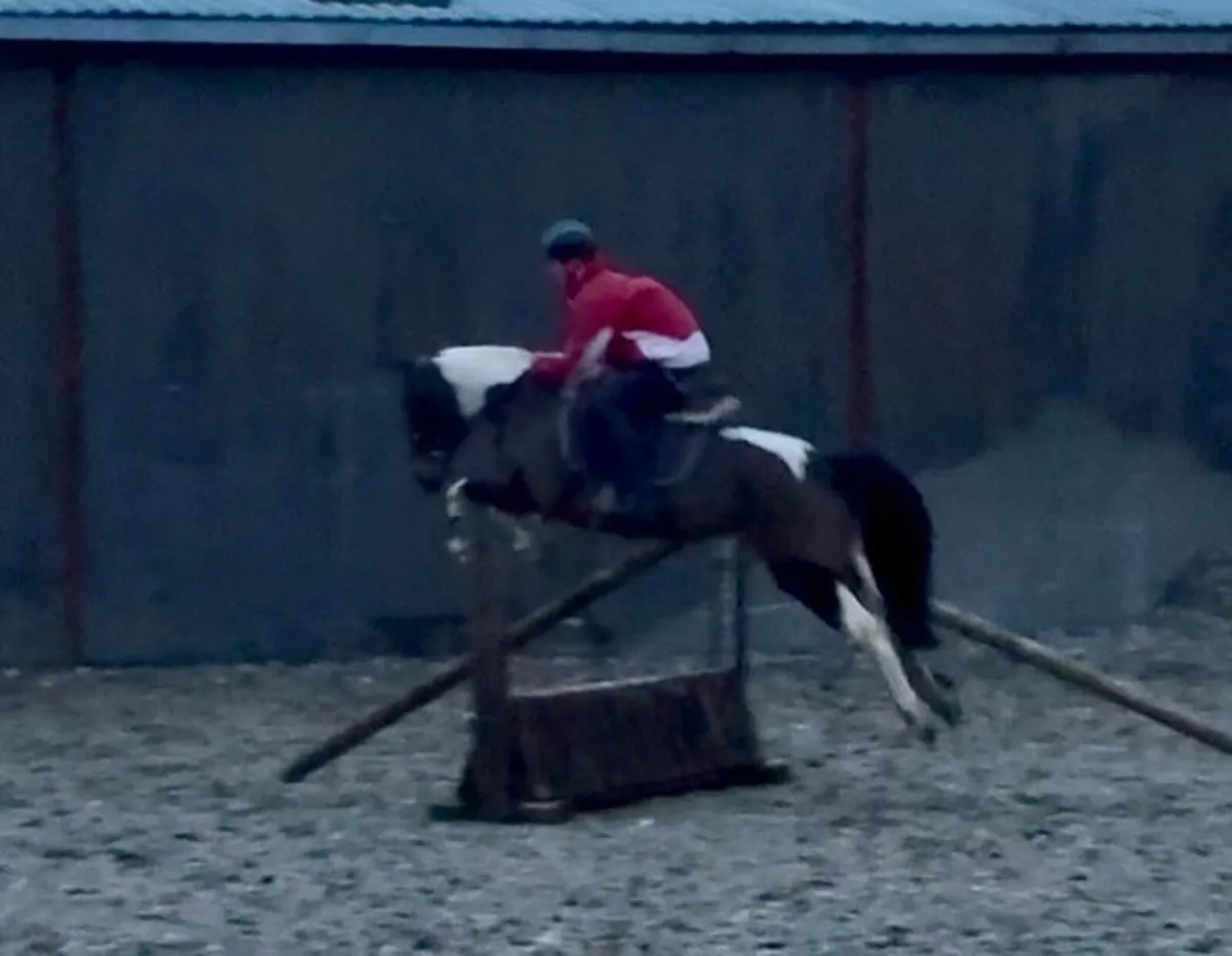 Fantastic 13.2 pony - Image 1