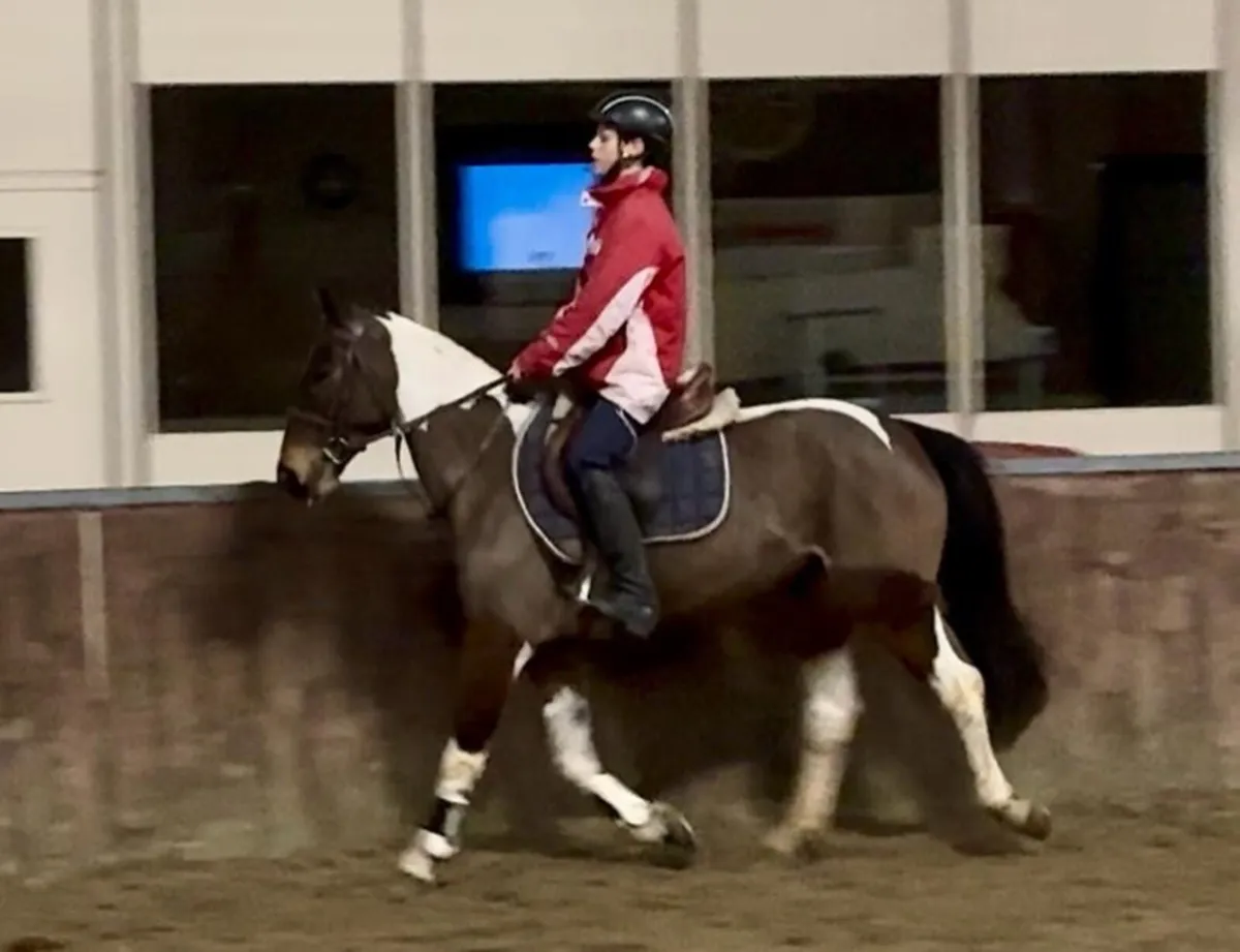 Fantastic 13.2 pony - Image 4