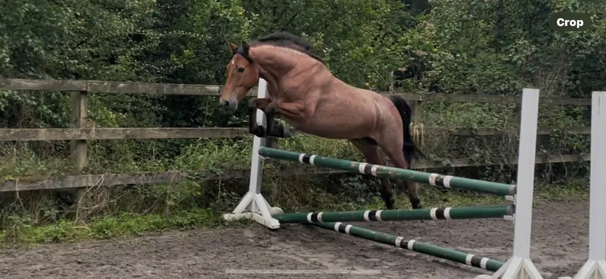 Connemara pony - Image 3
