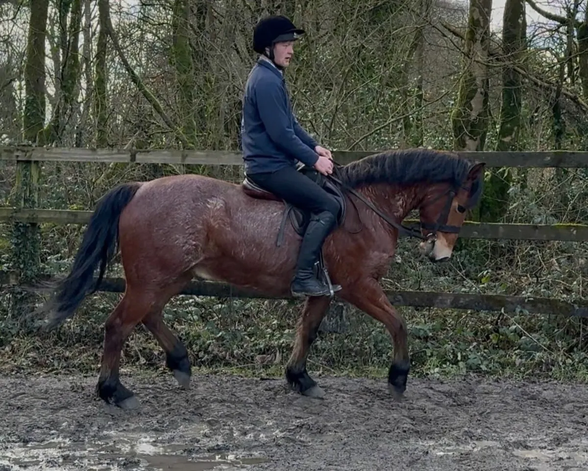 Connemara pony - Image 4