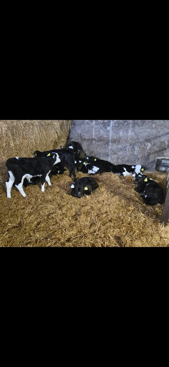 Calves - Image 2