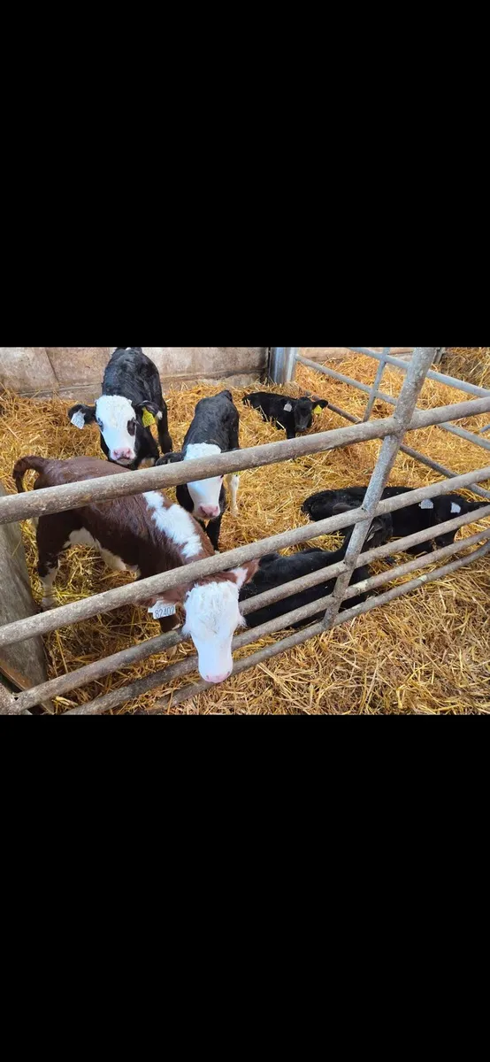 Calves - Image 3