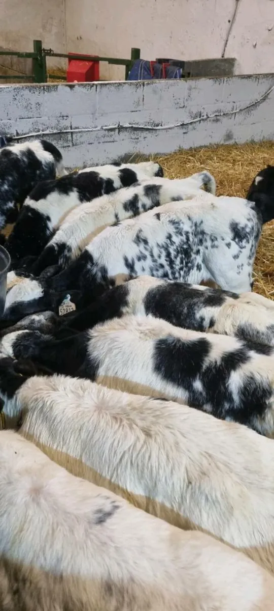 10 Belgian Blue - Image 1