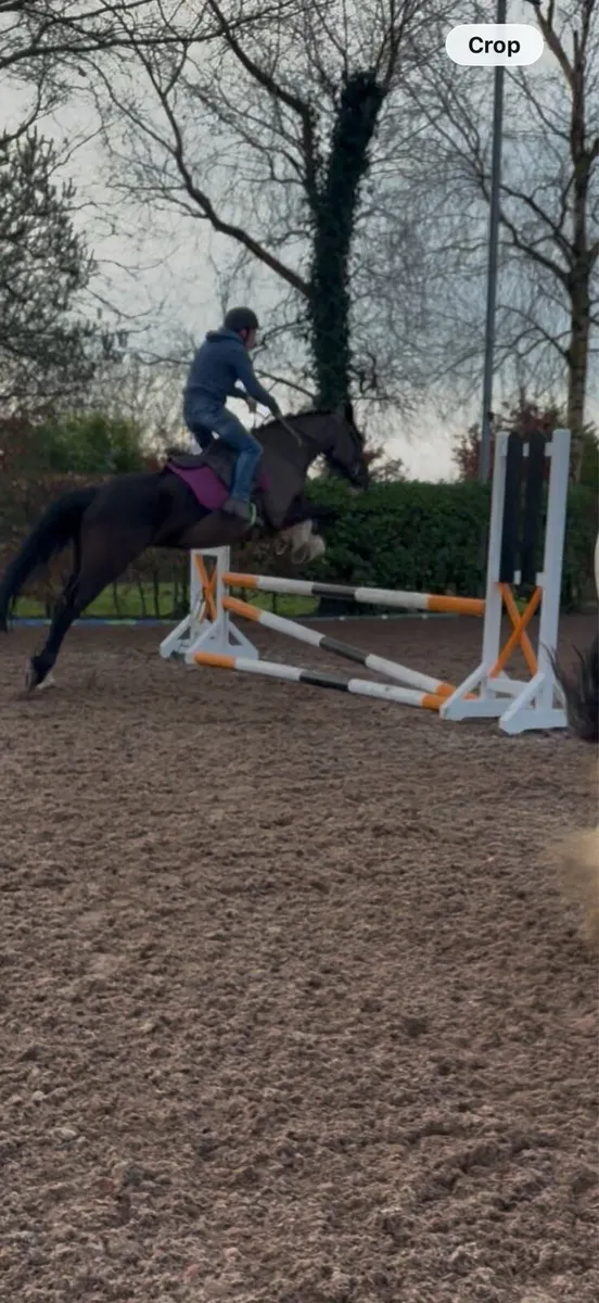 Alrounder mare - Image 1