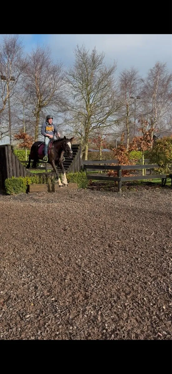 Alrounder mare - Image 2