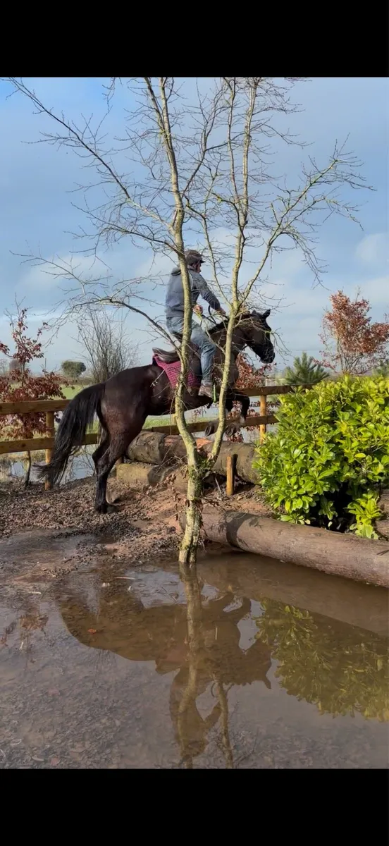 Alrounder mare - Image 3