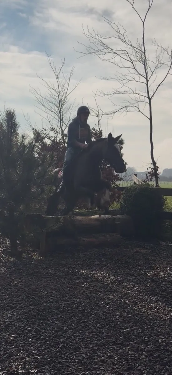 Alrounder mare - Image 4