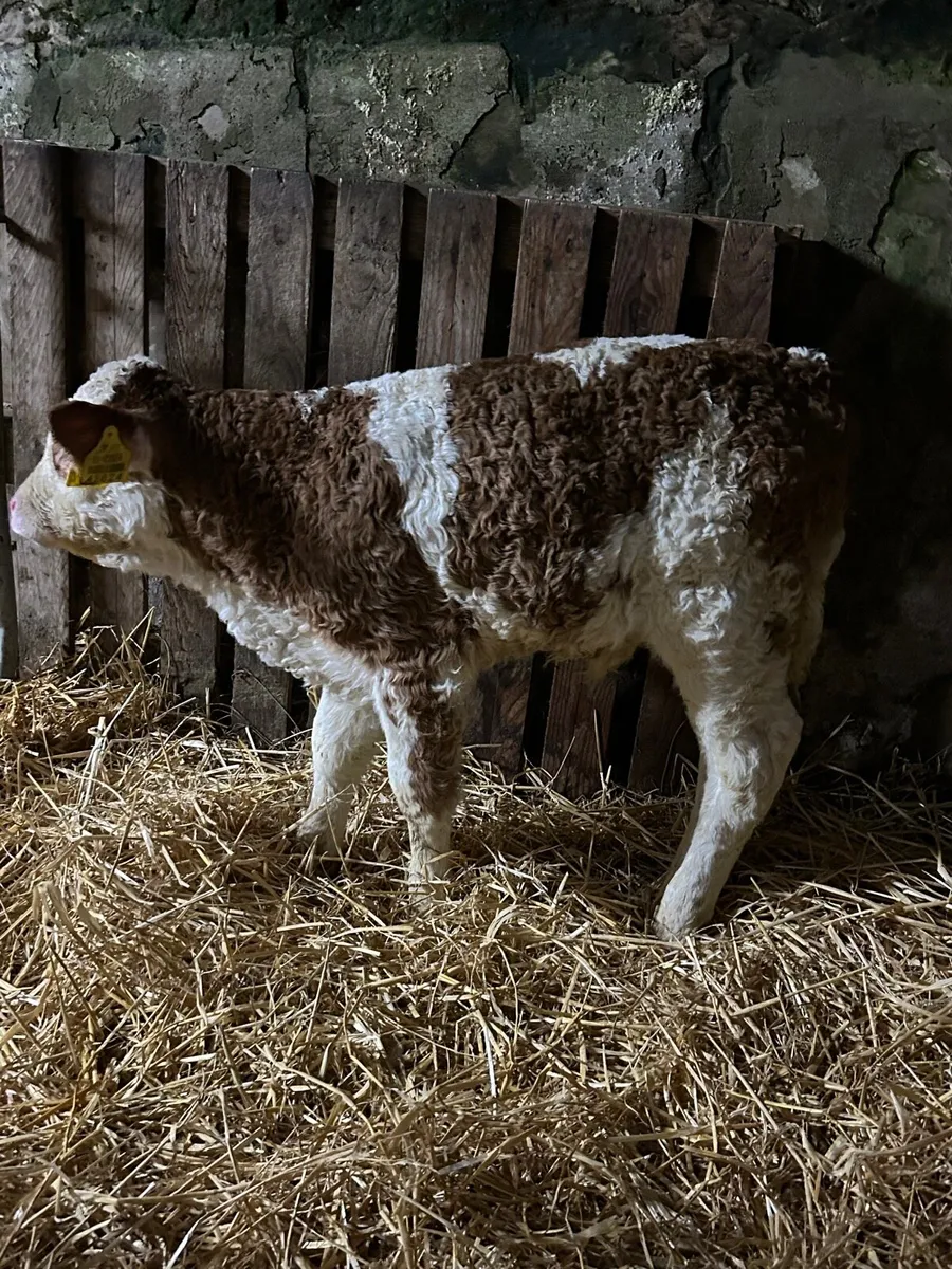 Quality Simmental bull calf - Image 2