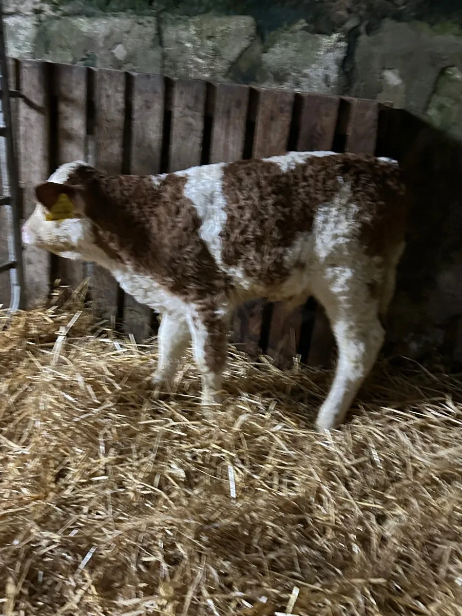 Quality Simmental bull calf - Image 1