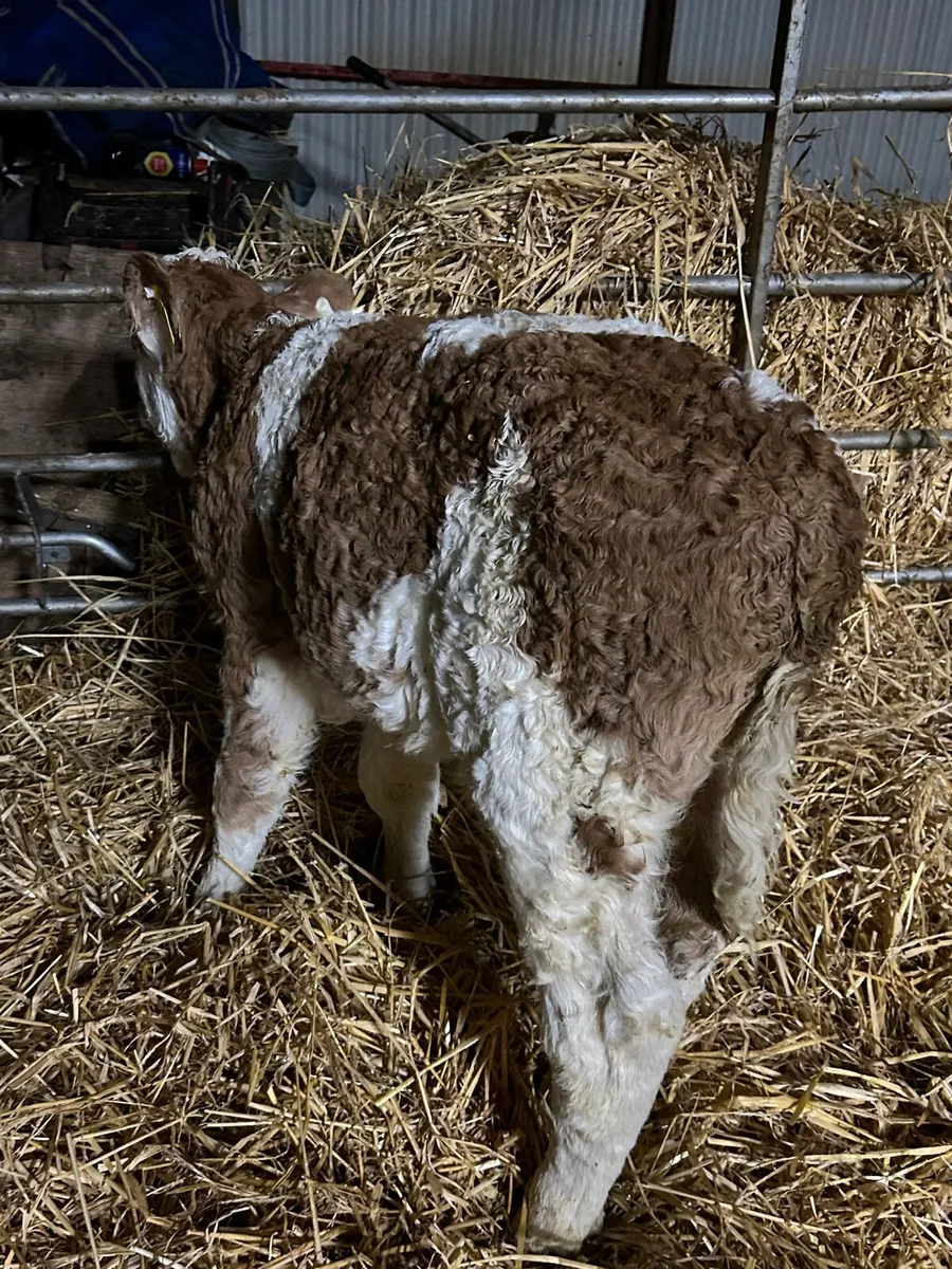 Quality Simmental bull calf - Image 3