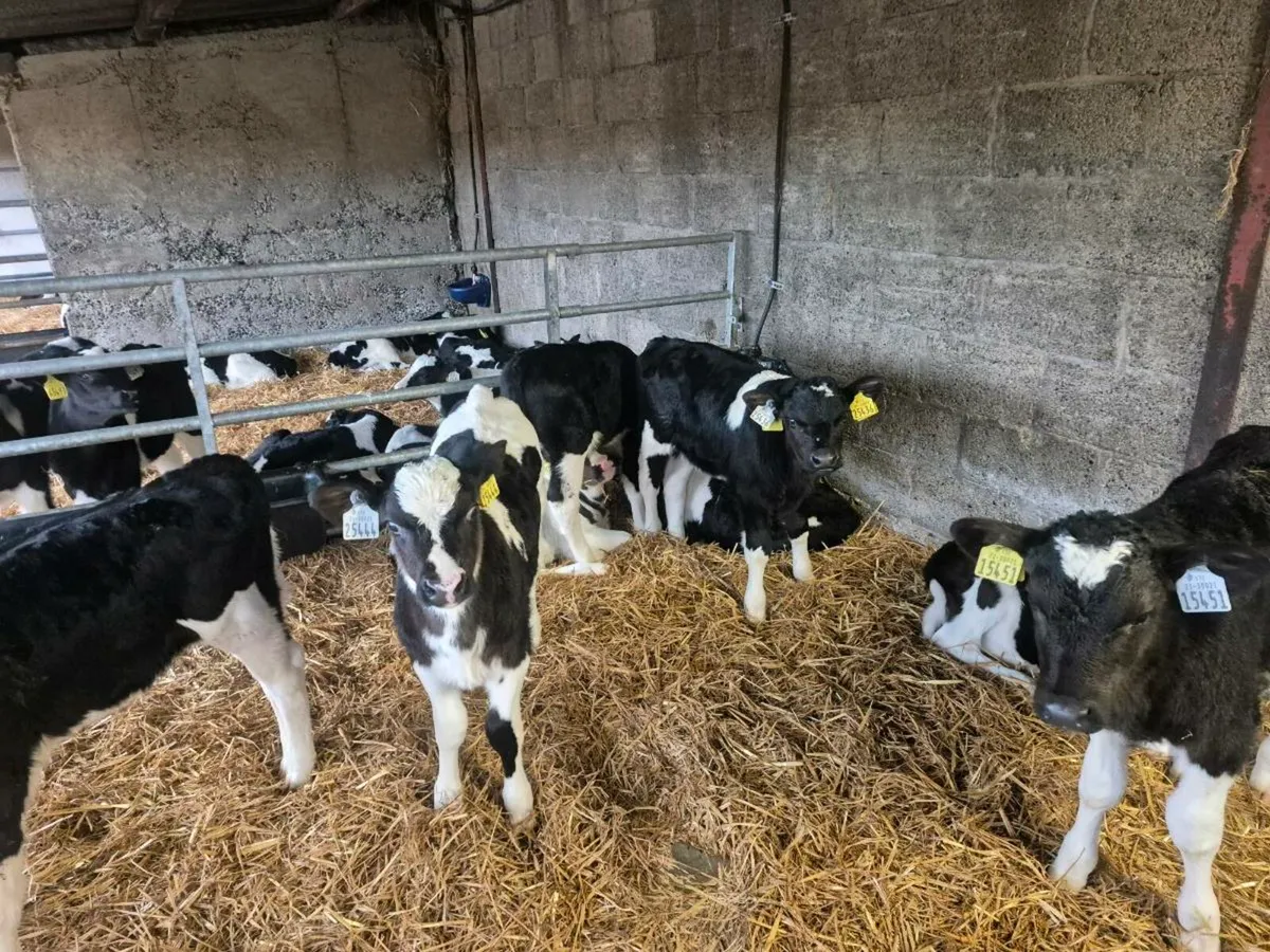 Calves for sale - Image 1