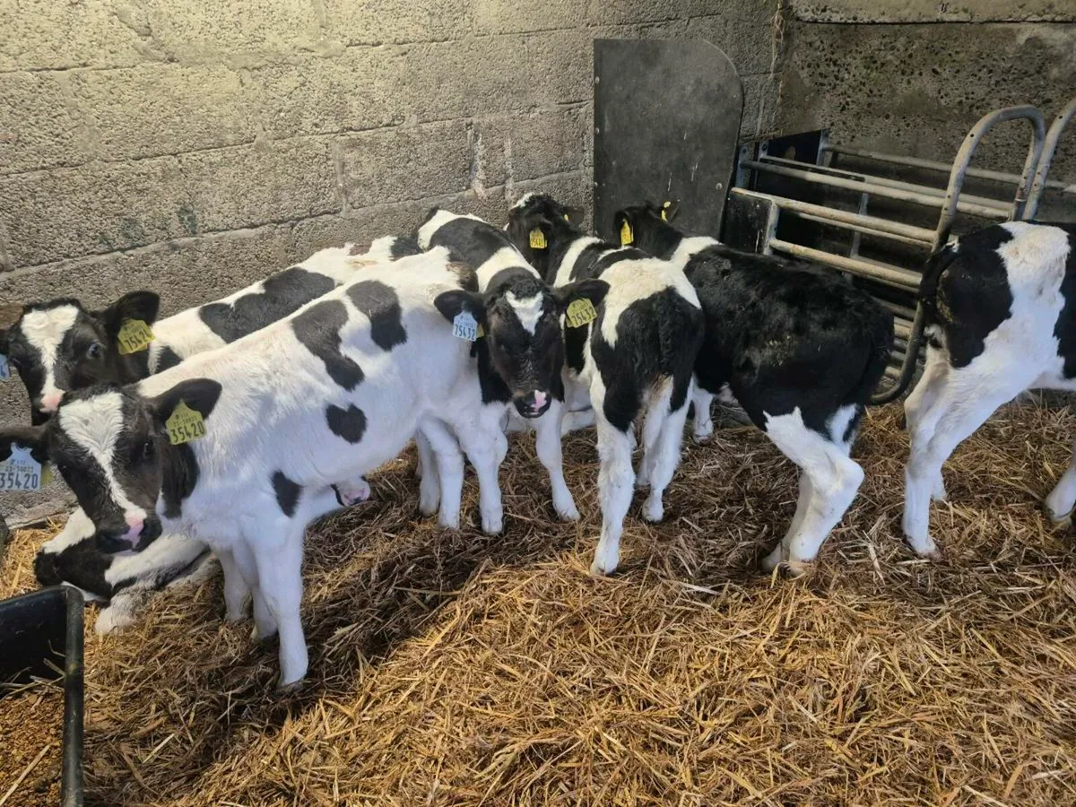 Calves for sale - Image 3