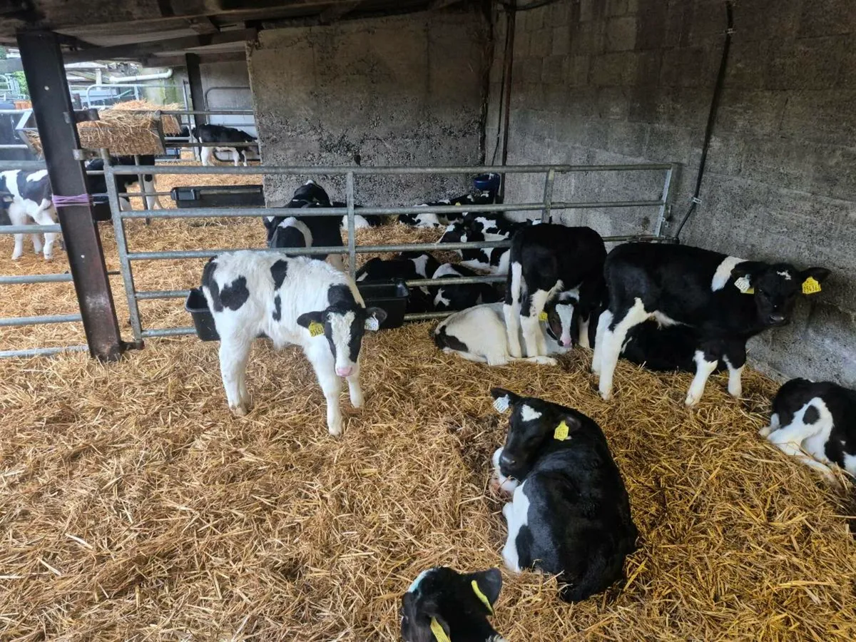 Calves for sale - Image 4