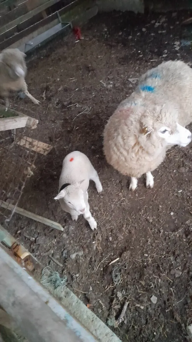 Dorset ewes with lambs - Image 2