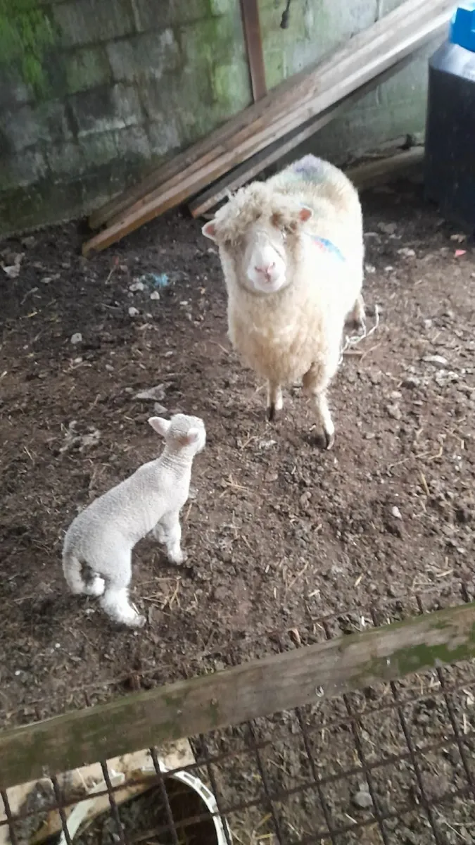 Dorset ewes with lambs - Image 4