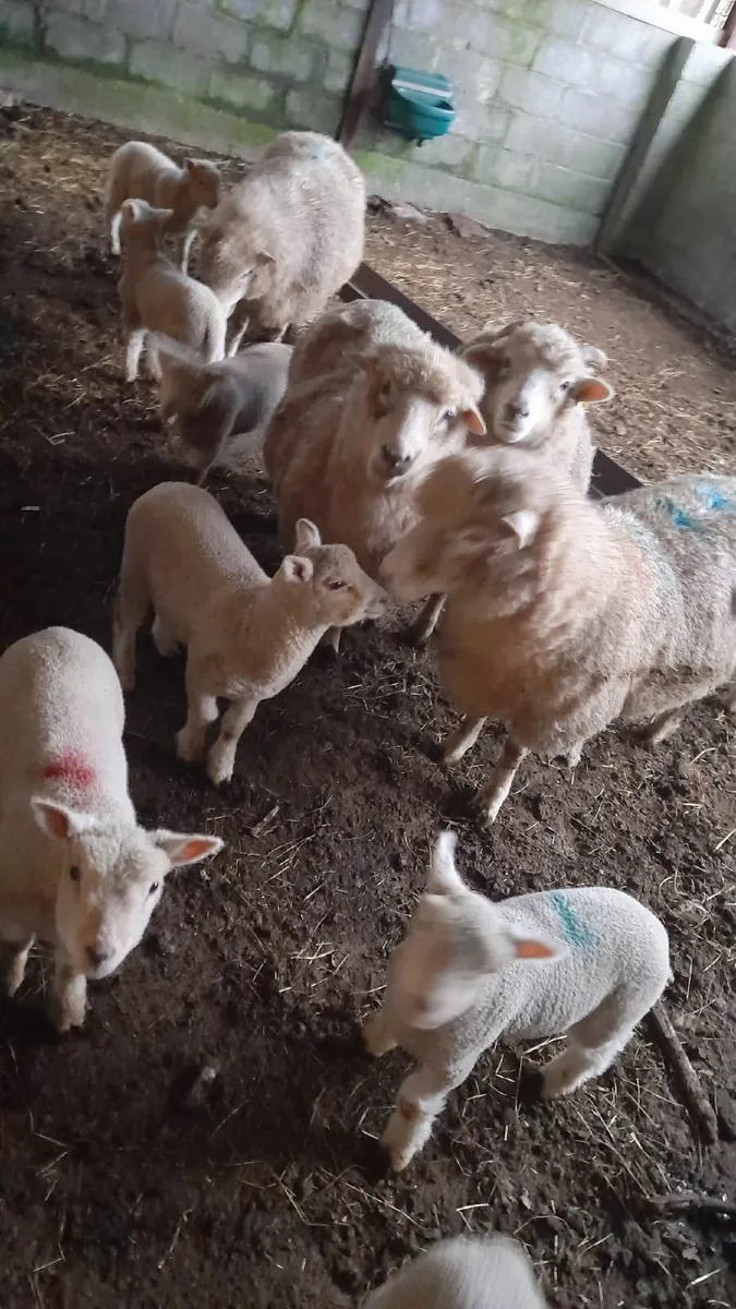 Dorset ewes with lambs - Image 1