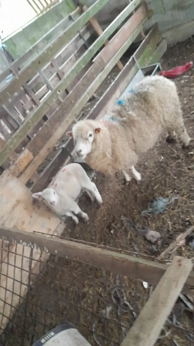 Dorset ewes with lambs - Image 3