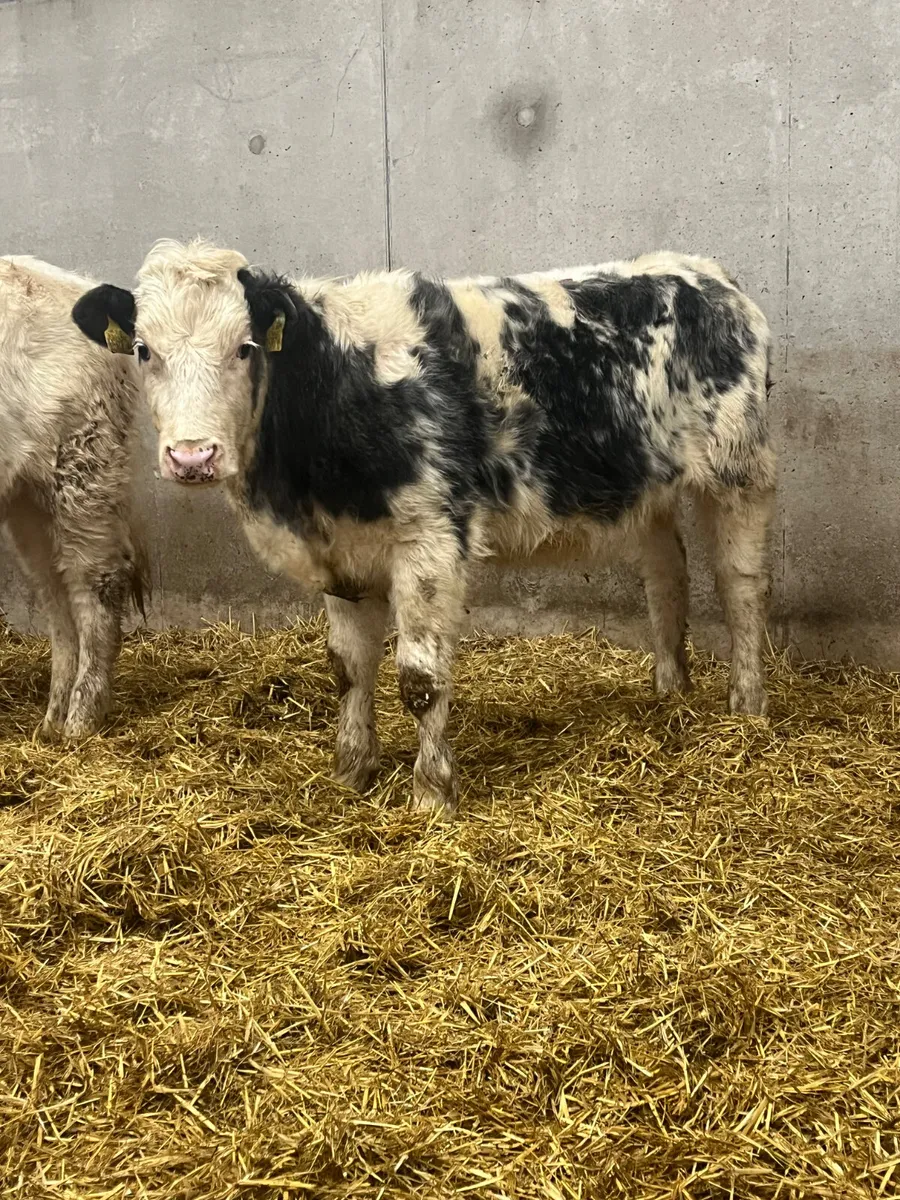 2 Belgian Blue Heifers - Image 2