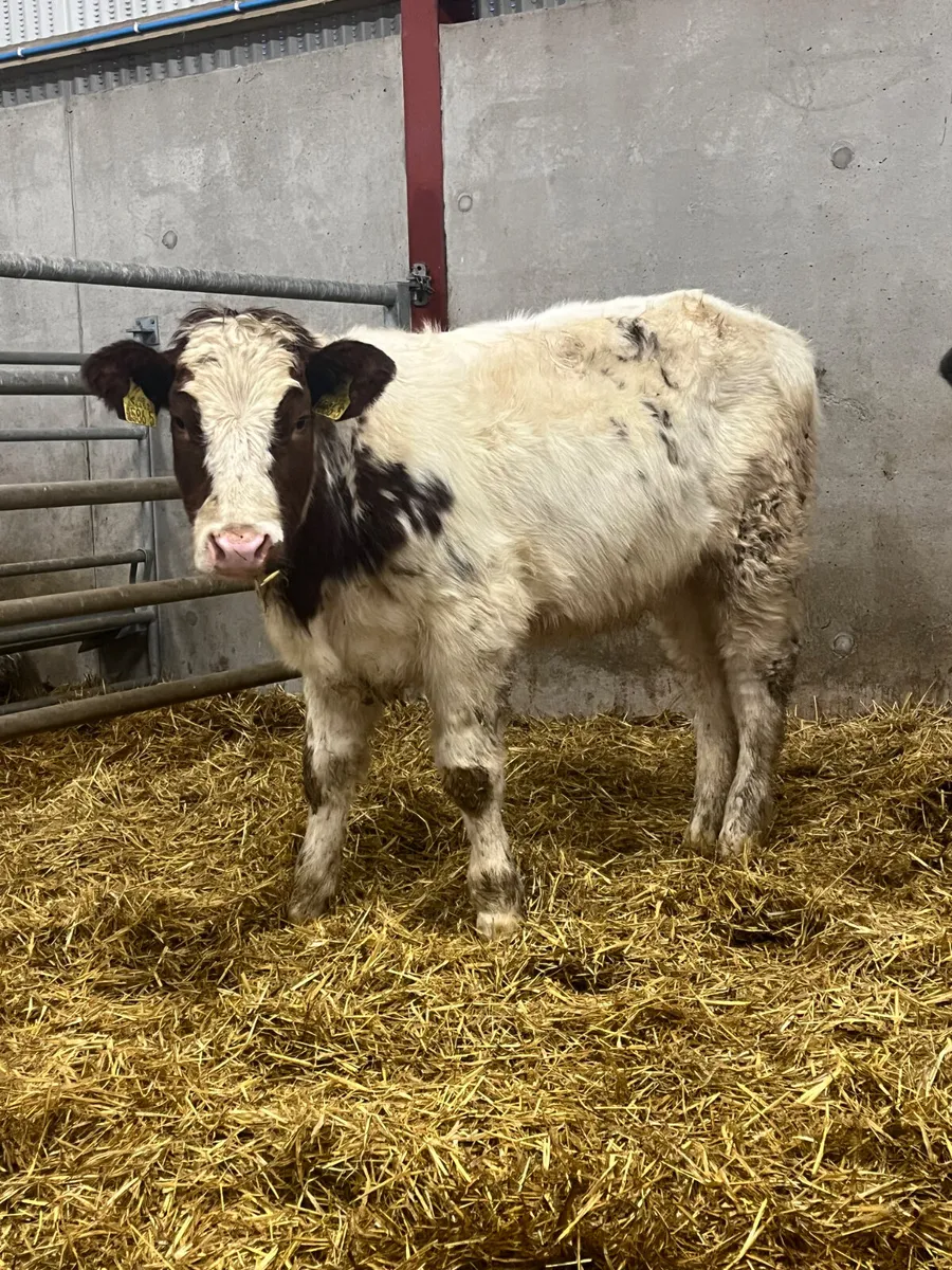 2 Belgian Blue Heifers - Image 3