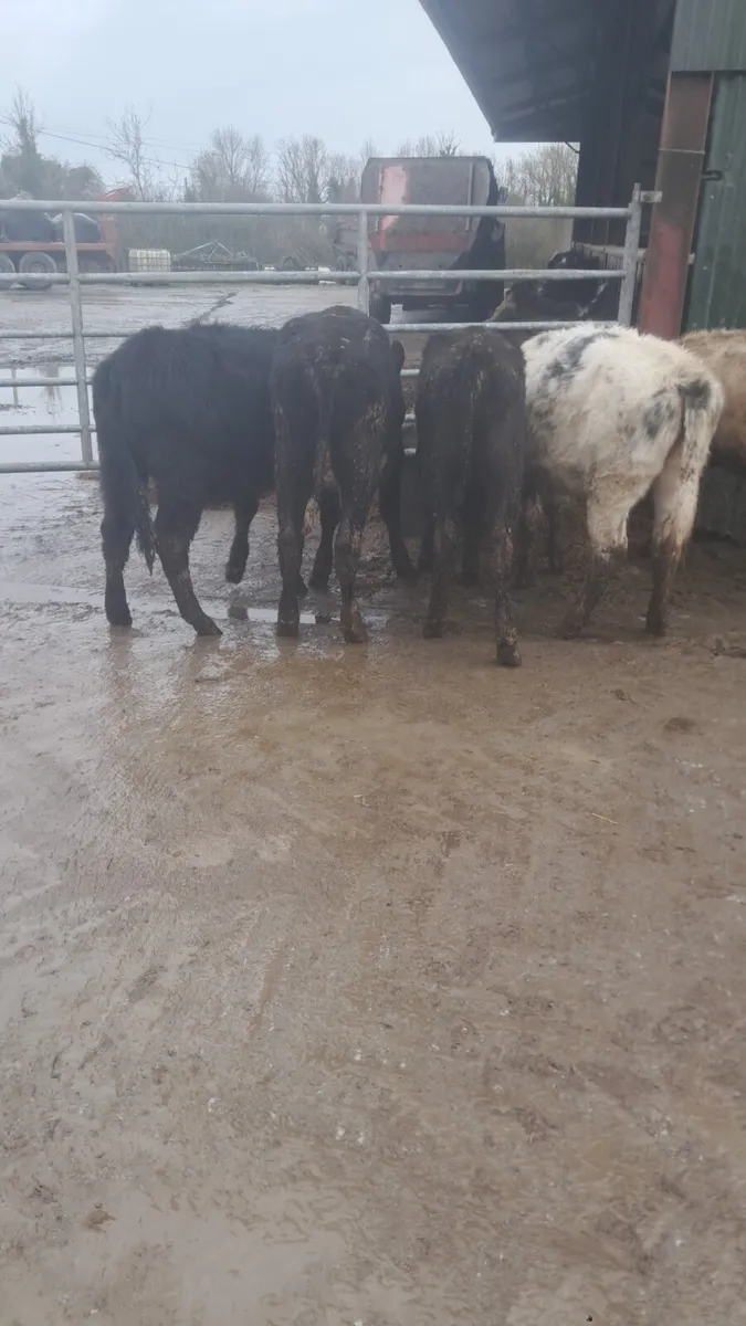 Weanling heifers - Image 3