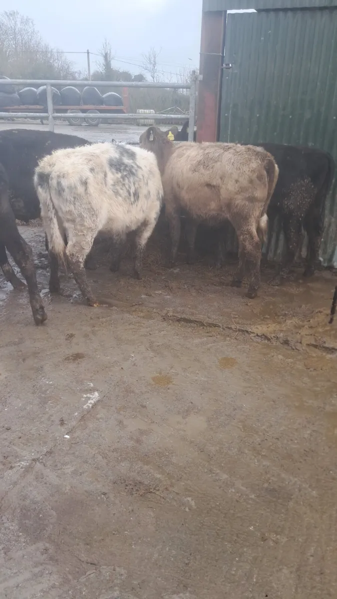 Weanling heifers - Image 2