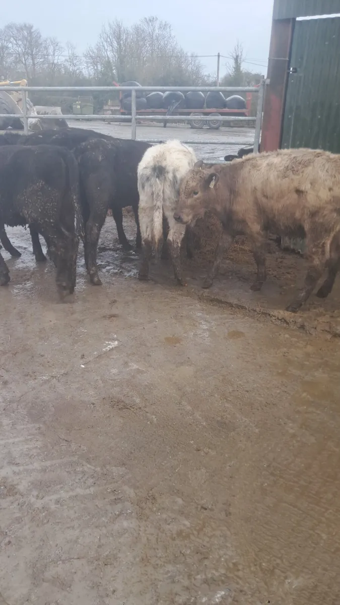 Weanling heifers - Image 4