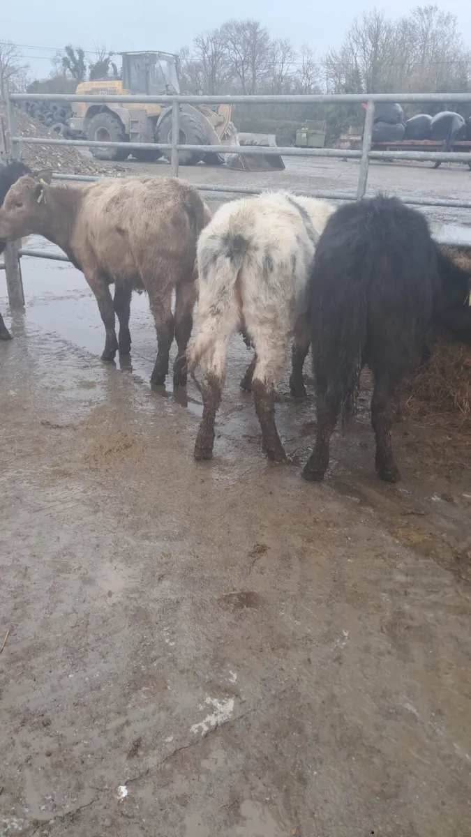 Weanling heifers - Image 1