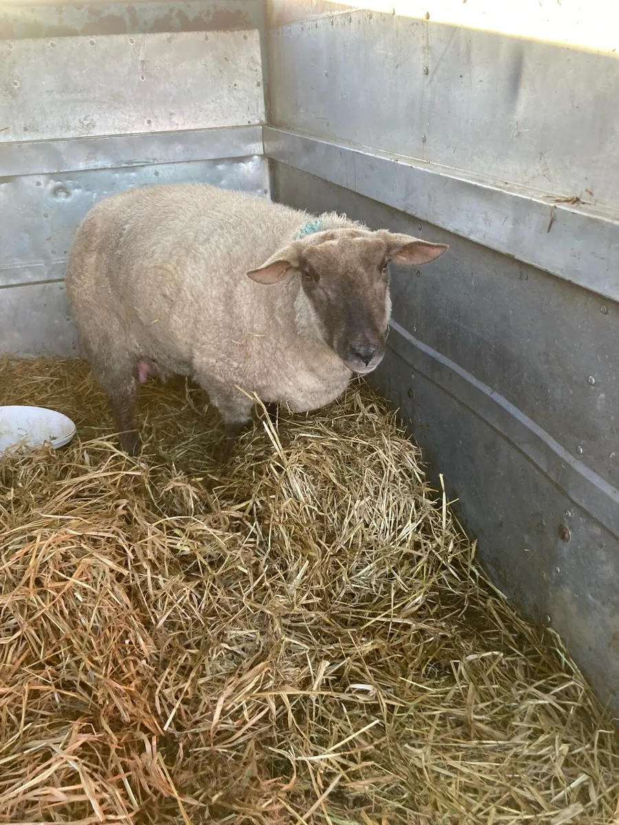 Foster ewe