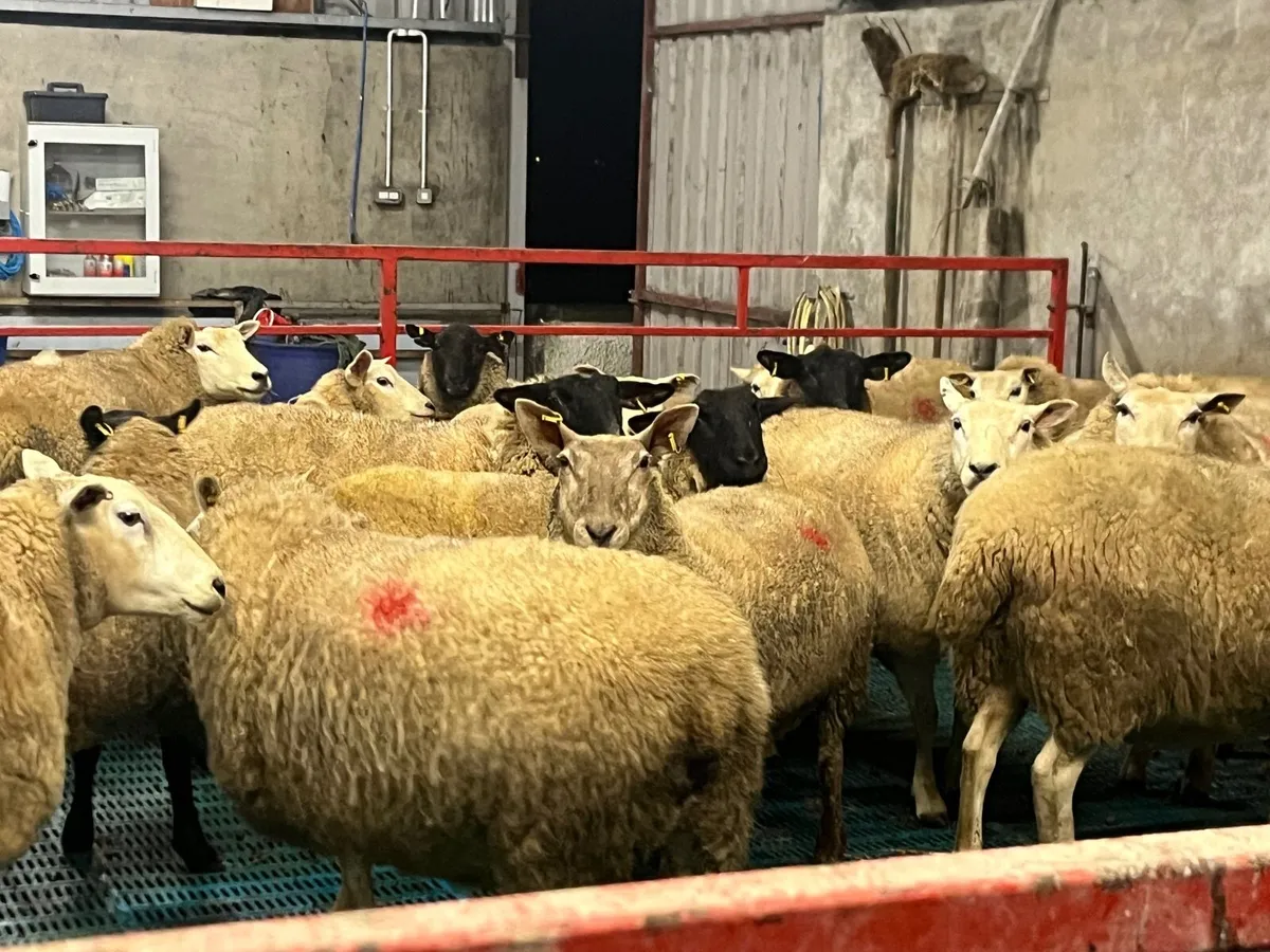 In lamb ewes - Image 1