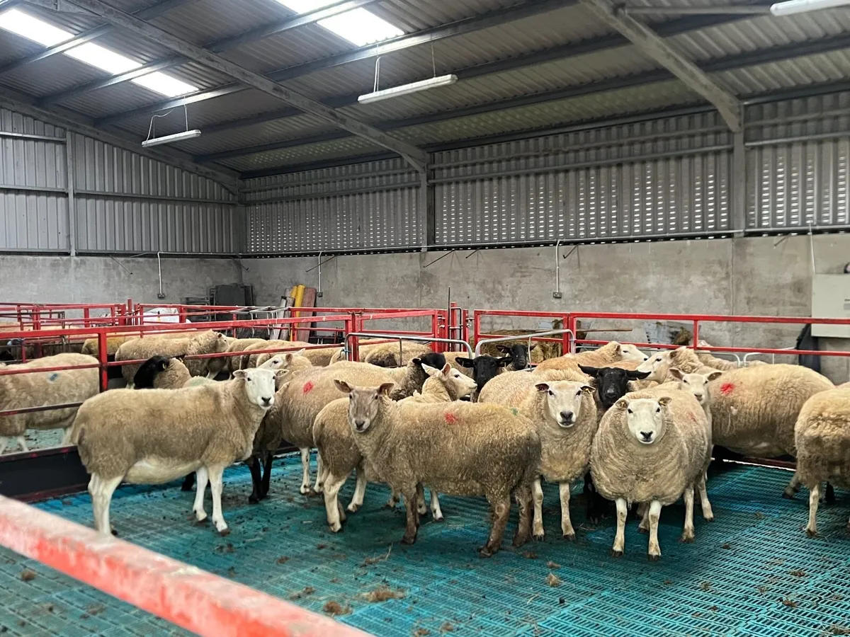 In lamb ewes - Image 3