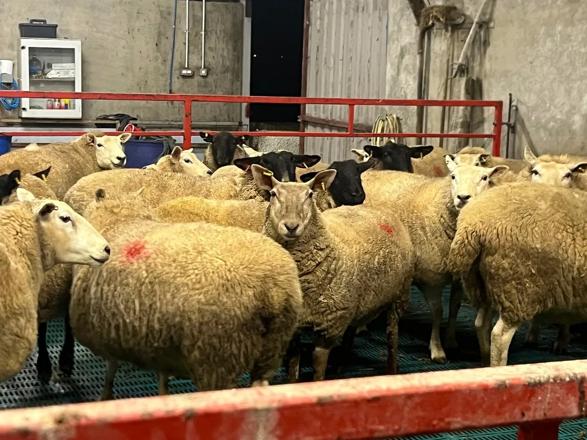 In lamb ewes - Image 2