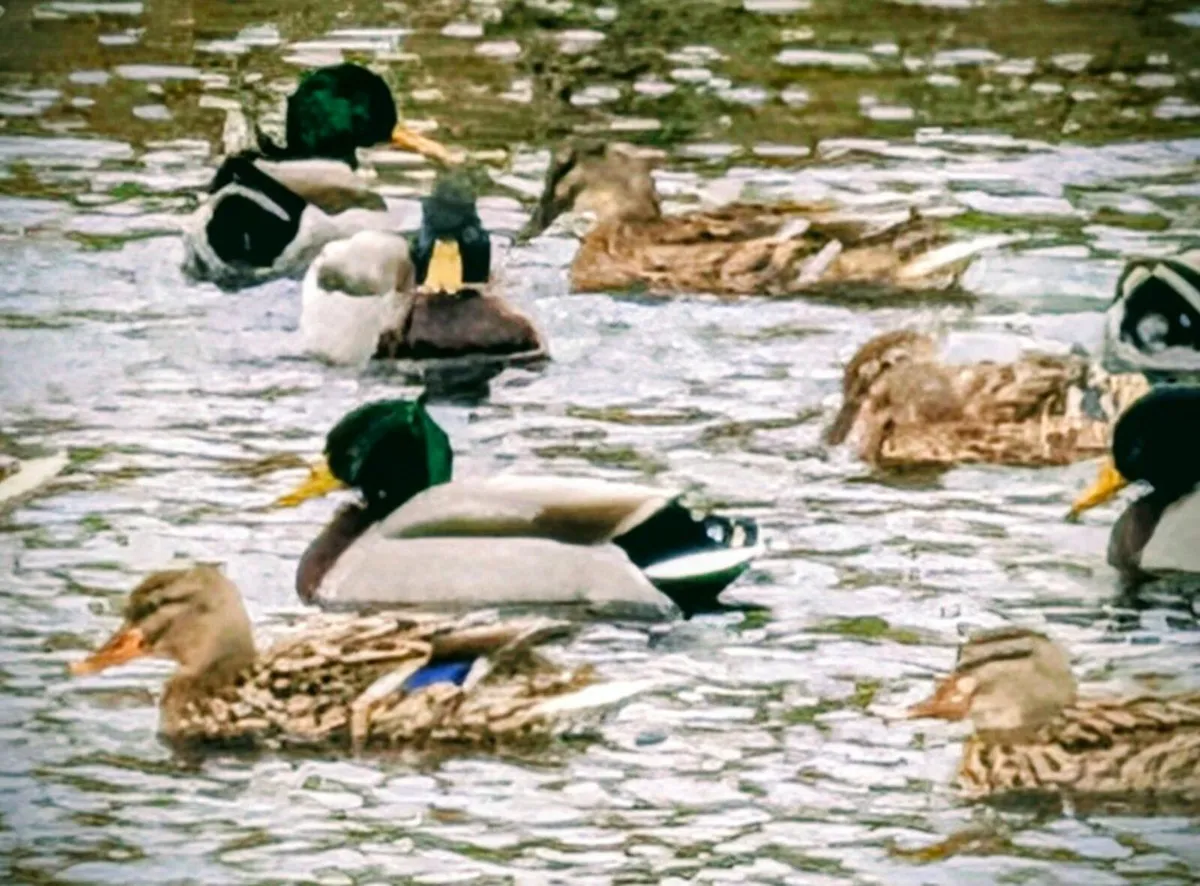Ducks - Image 1