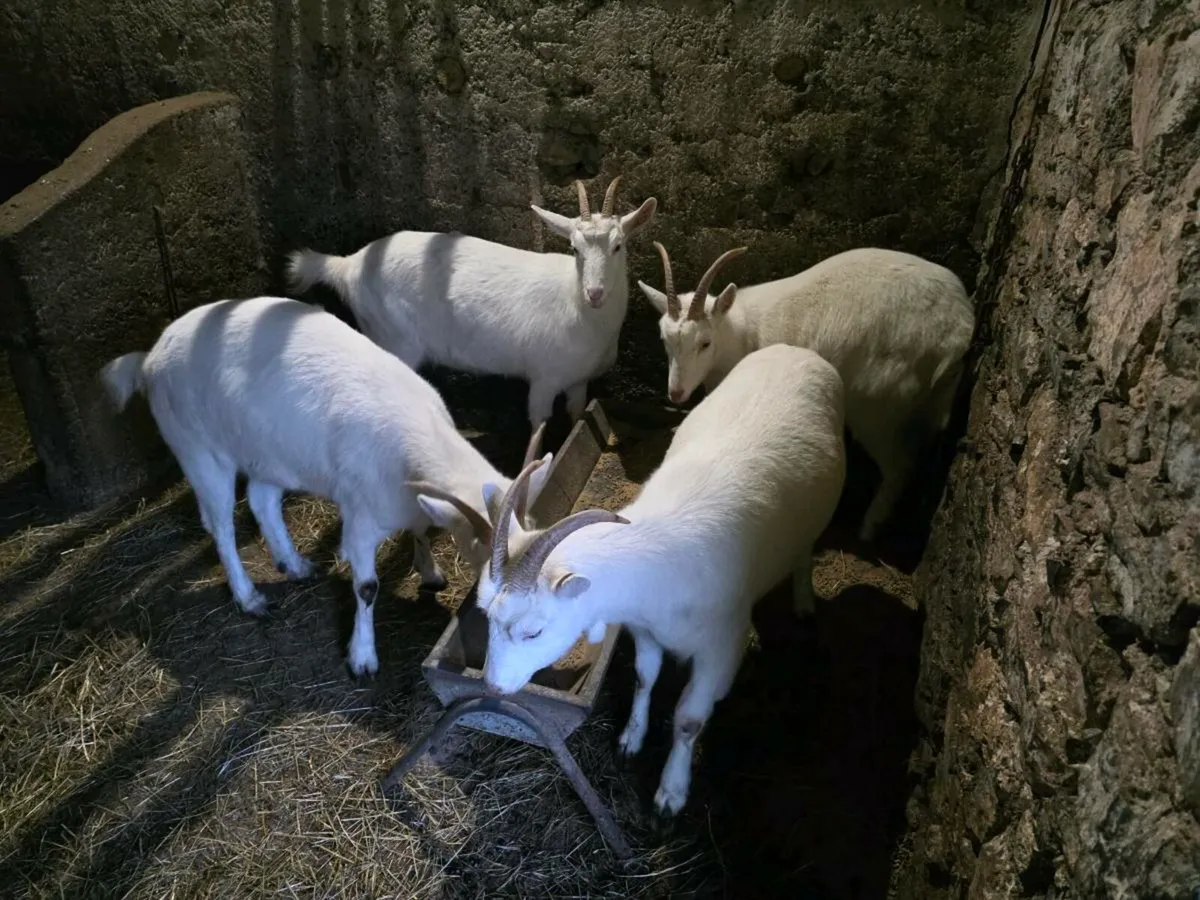 Saanen goat females - Image 1