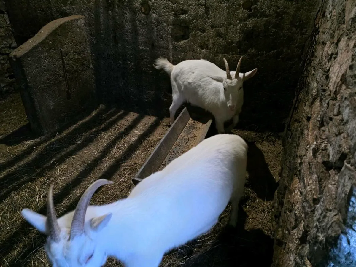 Saanen goat females - Image 2