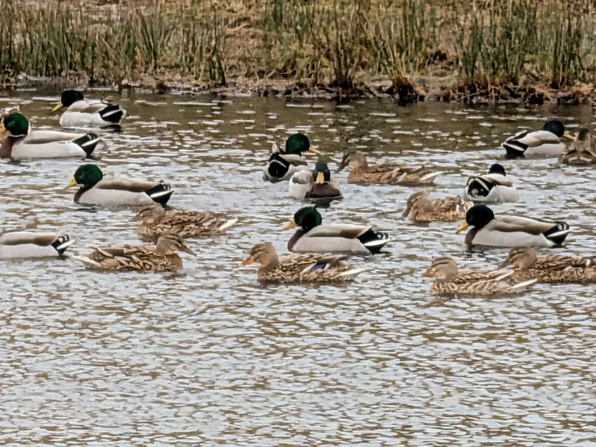 Ducks - Image 4