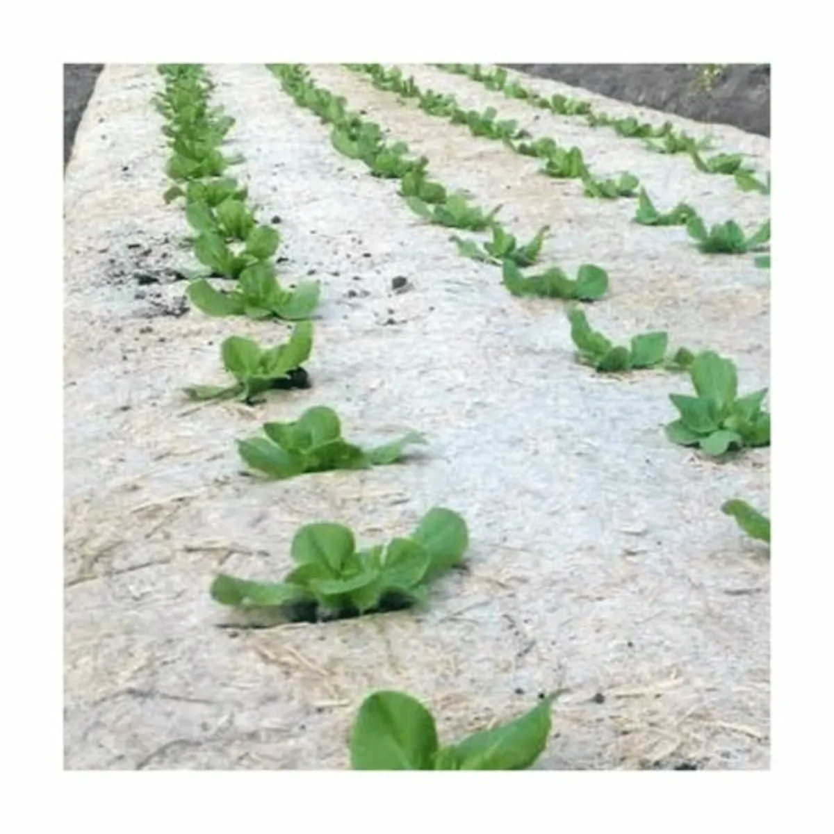 Organic Hemp Mulch Mat - Weed Control - Image 2