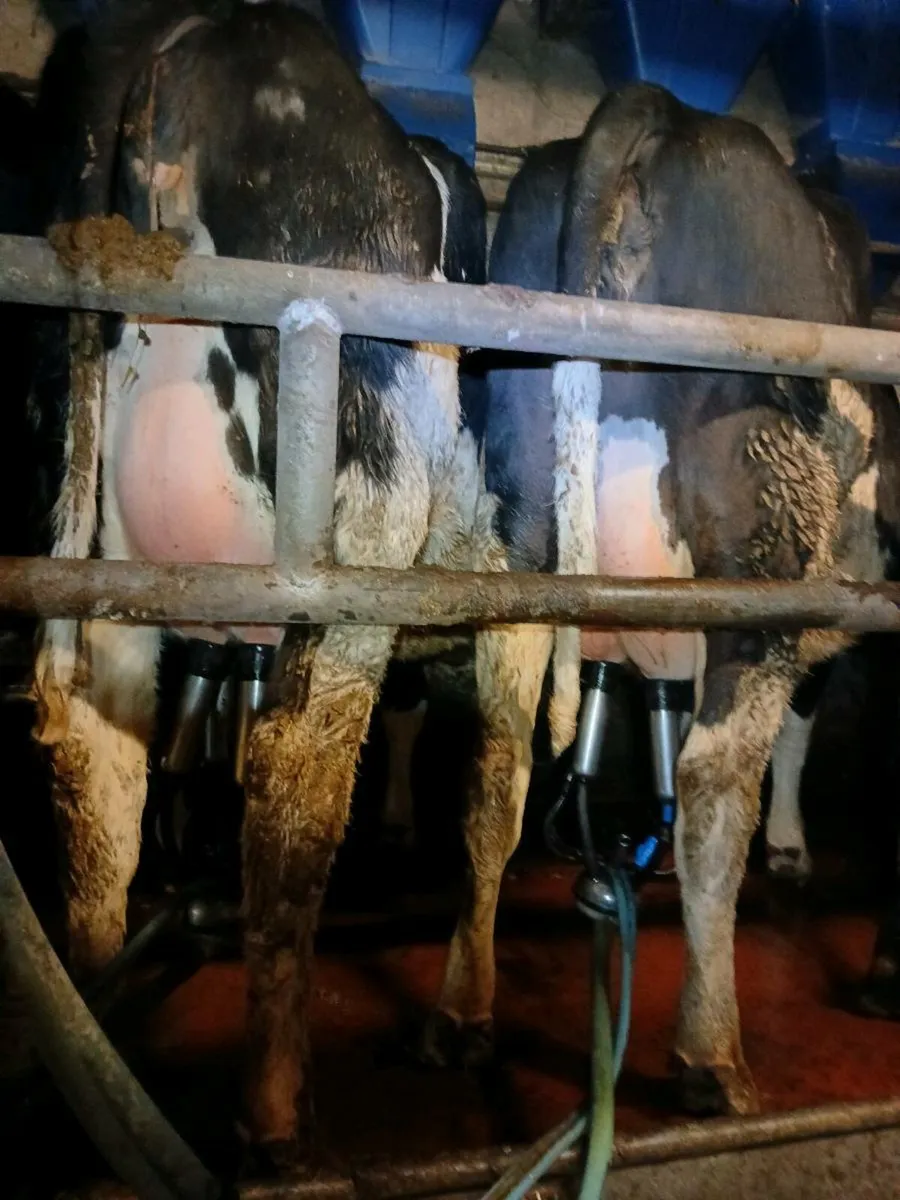 Dairy Heifers - Image 1