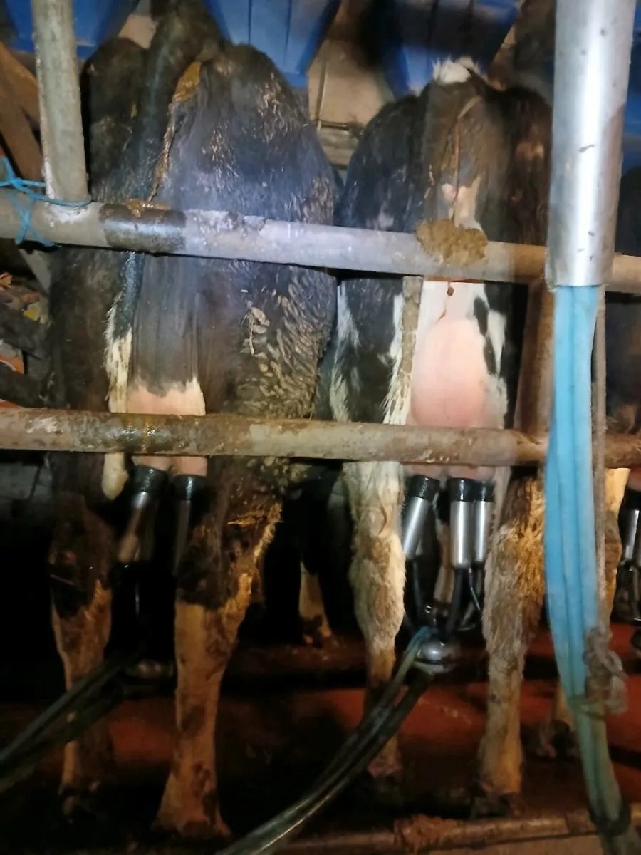 Dairy Heifers - Image 2