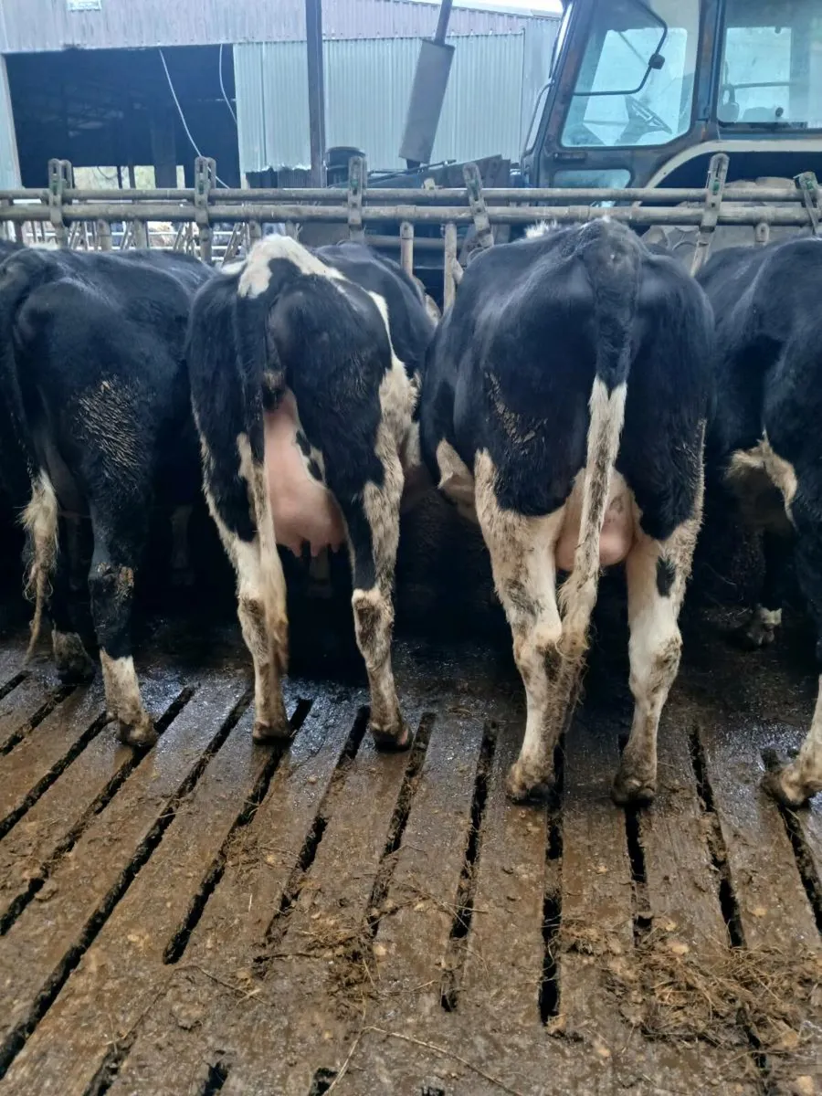 Dairy Heifers - Image 3