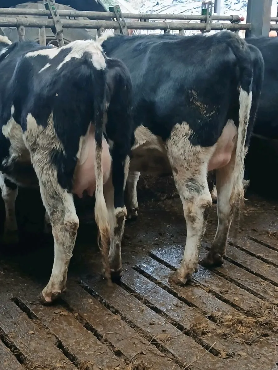 Dairy Heifers - Image 4