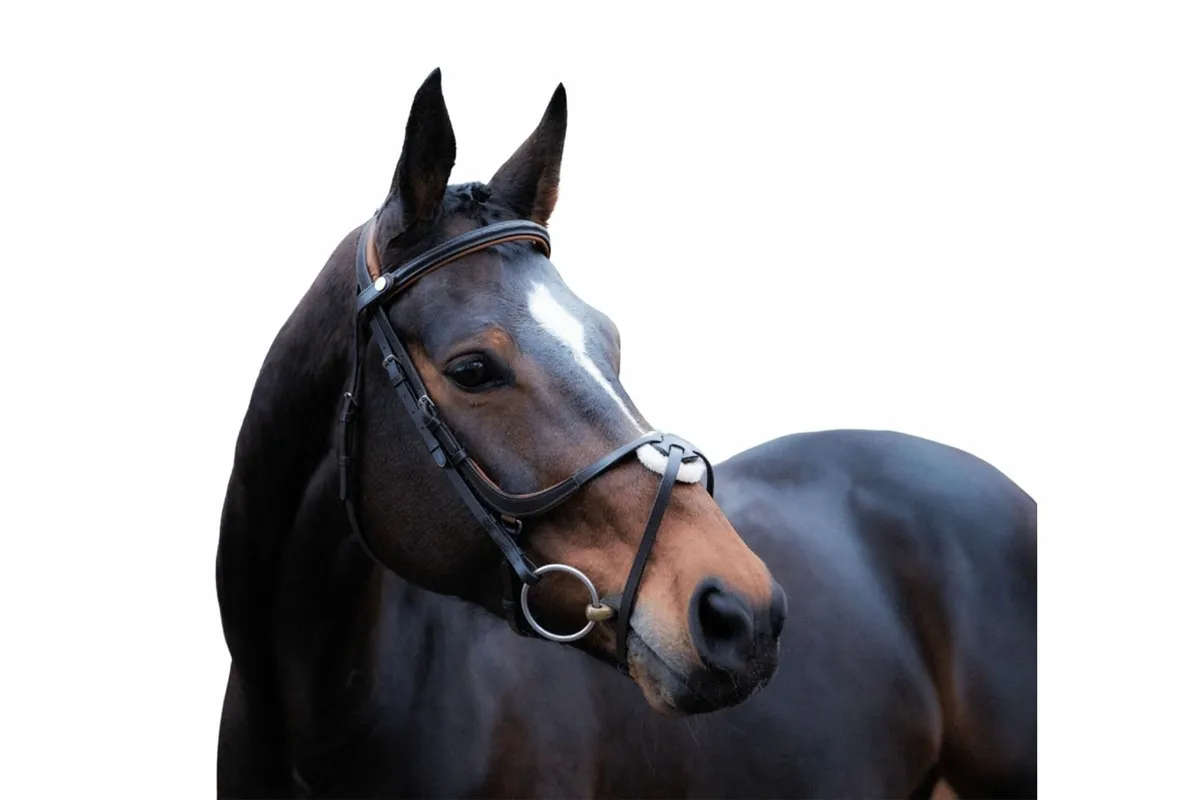 Brand New HKM Grackle Bridle - Image 1