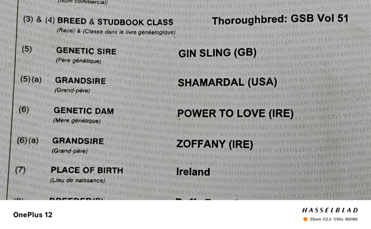 Filly yearling - Image 4