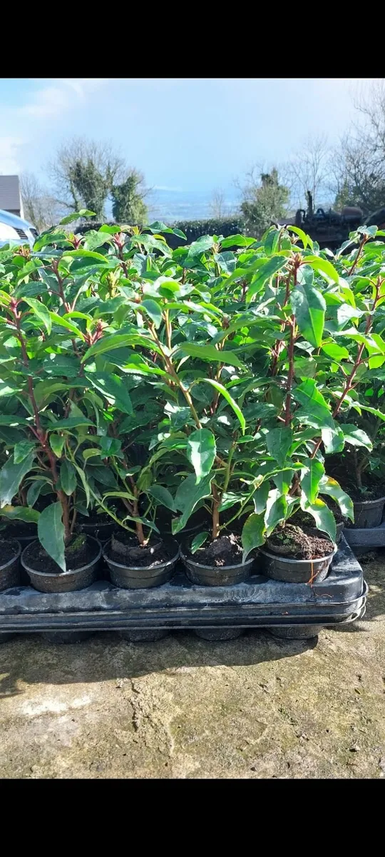 Portuguese Laurel - Image 1