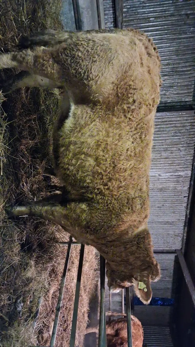 Limousine X springer - Image 2